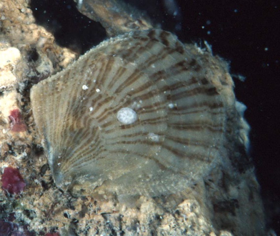 Isognomon perna